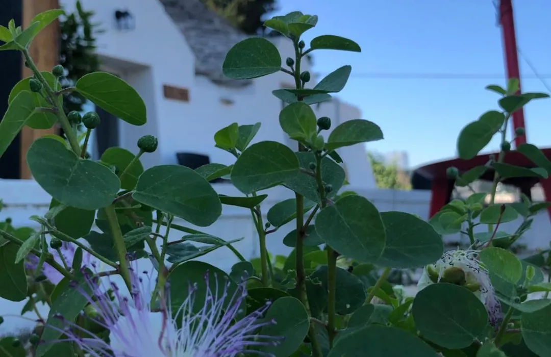 Trullo Trilli Puglia-1